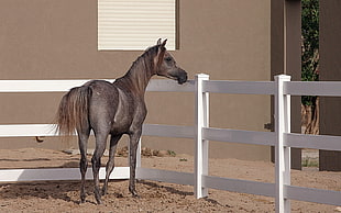 horse standing beside fence